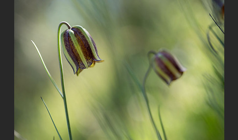 Messina-Schachblume (Fritillaria messanensis)