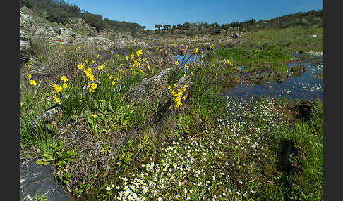 Jonquille (Narcissus jonquilla)