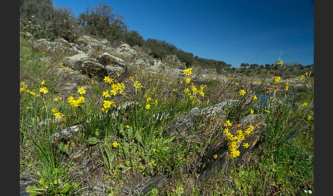 Jonquille (Narcissus jonquilla)