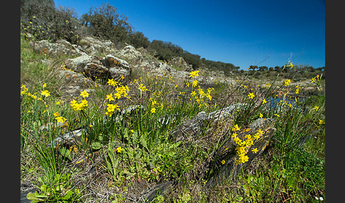 Reifrock-Narzisse (Narcissus bulbocidium)