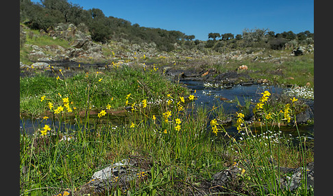 Jonquille (Narcissus jonquilla)