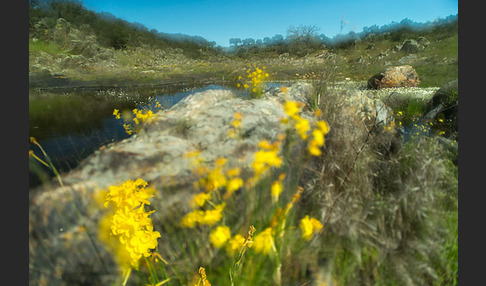 Jonquille (Narcissus jonquilla)