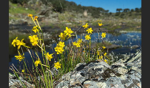 Jonquille (Narcissus jonquilla)