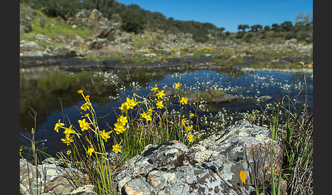 Jonquille (Narcissus jonquilla)