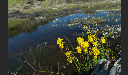 Jonquille (Narcissus jonquilla)