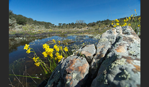 Jonquille (Narcissus jonquilla)