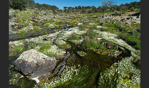 Schild-Wasser-Hahnenfuß (Ranunculus peltatus)