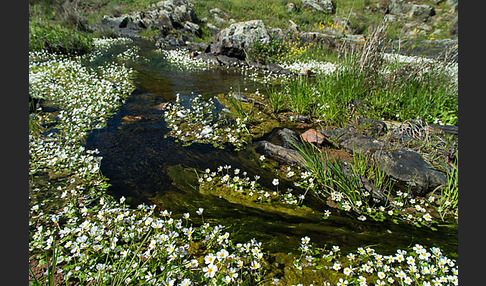 Schild-Wasser-Hahnenfuß (Ranunculus peltatus)