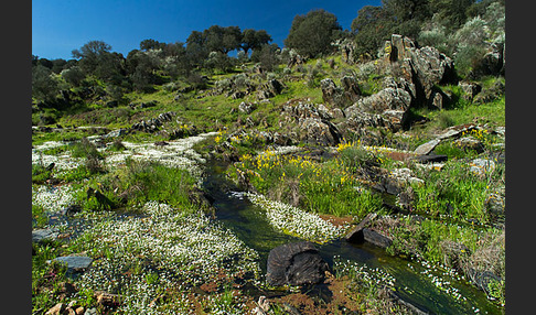 Schild-Wasser-Hahnenfuß (Ranunculus peltatus)