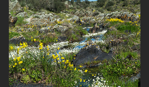 Jonquille (Narcissus jonquilla)