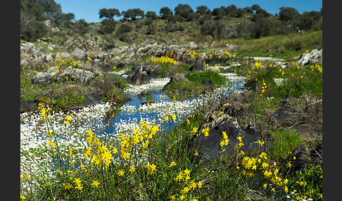 Jonquille (Narcissus jonquilla)