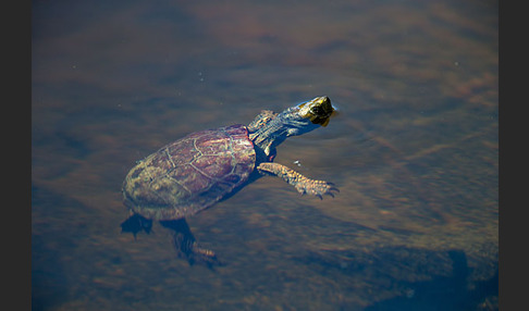 Spanische Wasserschildkröte (Mauremys leprosa)