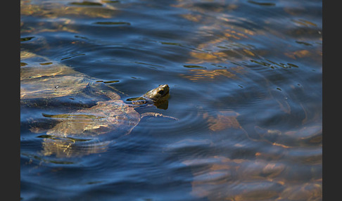 Spanische Wasserschildkröte (Mauremys leprosa)