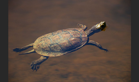 Spanische Wasserschildkröte (Mauremys leprosa)