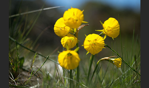 Reifrock-Narzisse (Narcissus bulbocidium)