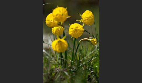 Reifrock-Narzisse (Narcissus bulbocidium)