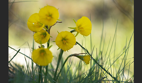 Reifrock-Narzisse (Narcissus bulbocidium)