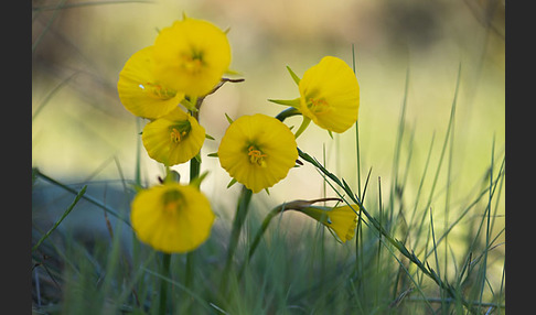 Reifrock-Narzisse (Narcissus bulbocidium)