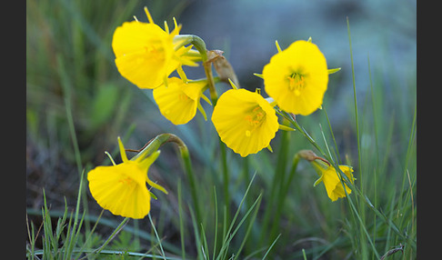 Reifrock-Narzisse (Narcissus bulbocidium)