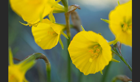 Reifrock-Narzisse (Narcissus bulbocidium)