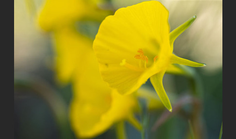 Reifrock-Narzisse (Narcissus bulbocidium)