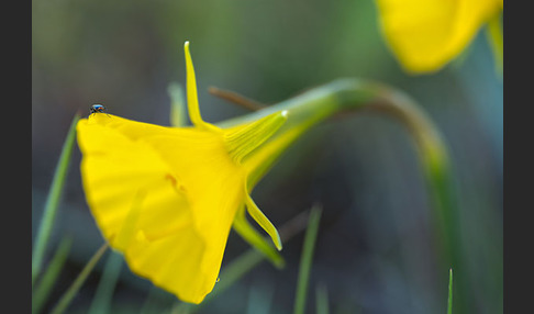 Reifrock-Narzisse (Narcissus bulbocidium)