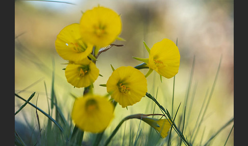 Reifrock-Narzisse (Narcissus bulbocidium)