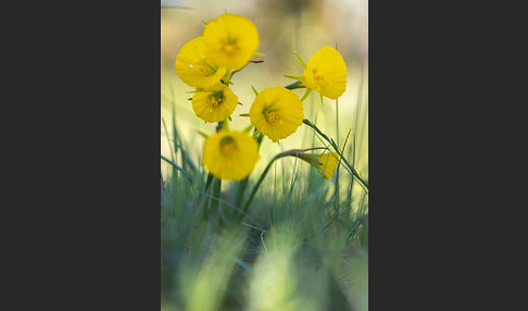 Reifrock-Narzisse (Narcissus bulbocidium)