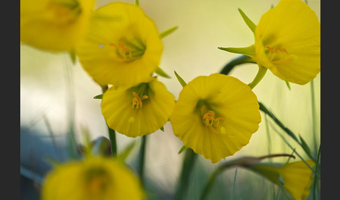 Reifrock-Narzisse (Narcissus bulbocidium)