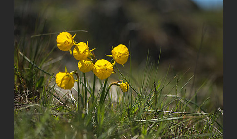 Reifrock-Narzisse (Narcissus bulbocidium)