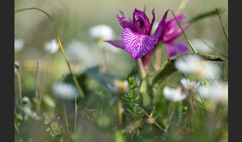 Schmetterlings-Knabenkraut (Orchis papilionacea)