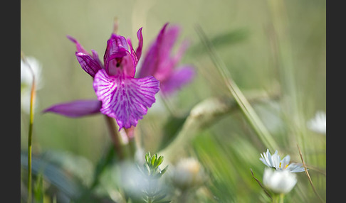 Schmetterlings-Knabenkraut (Orchis papilionacea)