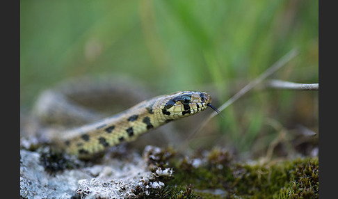 Treppennatter (Rhinechis scalaris)