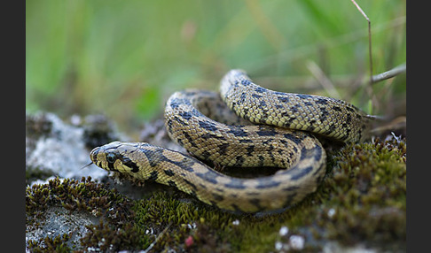 Treppennatter (Rhinechis scalaris)