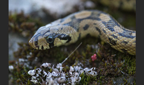 Treppennatter (Rhinechis scalaris)