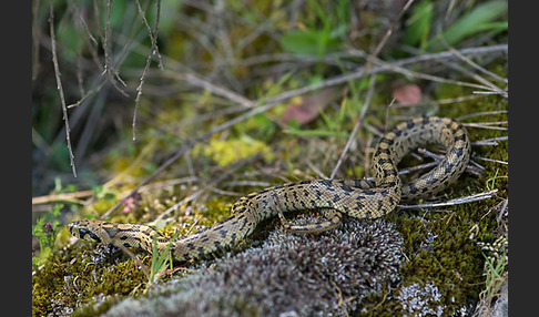 Treppennatter (Rhinechis scalaris)