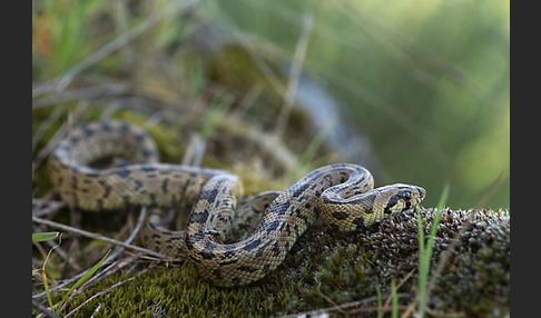 Treppennatter (Rhinechis scalaris)