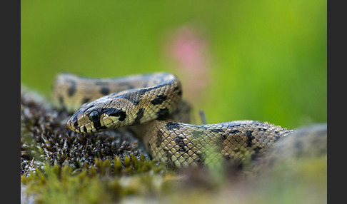 Treppennatter (Rhinechis scalaris)