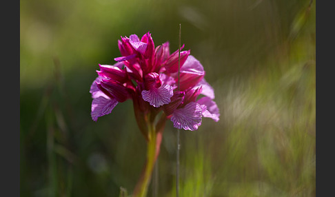 Schmetterlings-Knabenkraut (Orchis papilionacea)