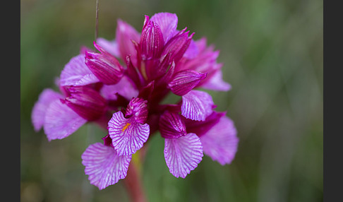 Schmetterlings-Knabenkraut (Orchis papilionacea)