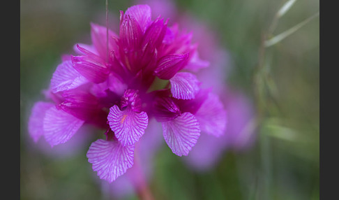 Schmetterlings-Knabenkraut (Orchis papilionacea)