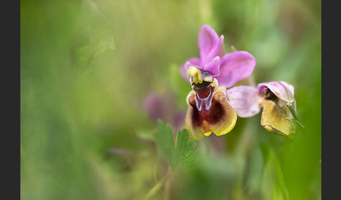 Wespen-Ragwurz (Ophrys tenthredinifera)