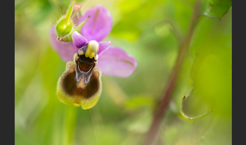 Wespen-Ragwurz (Ophrys tenthredinifera)