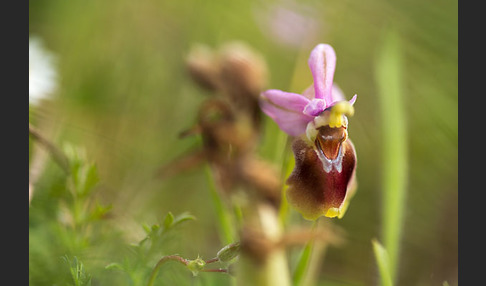 Wespen-Ragwurz (Ophrys tenthredinifera)