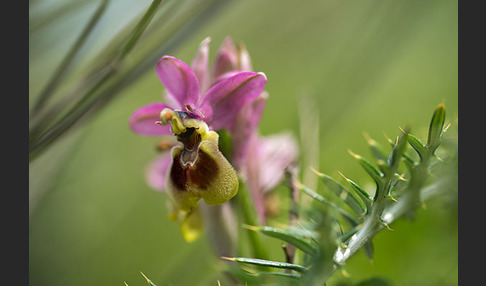 Wespen-Ragwurz (Ophrys tenthredinifera)