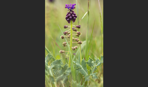 Schopfige Traubenhyazinthe (Muscari comosum)