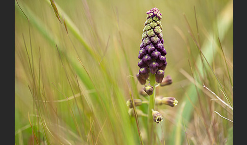 Schopfige Traubenhyazinthe (Muscari comosum)