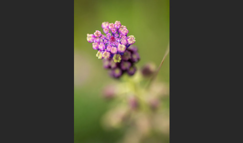 Schopfige Traubenhyazinthe (Muscari comosum)