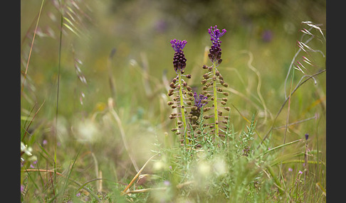 Schopfige Traubenhyazinthe (Muscari comosum)