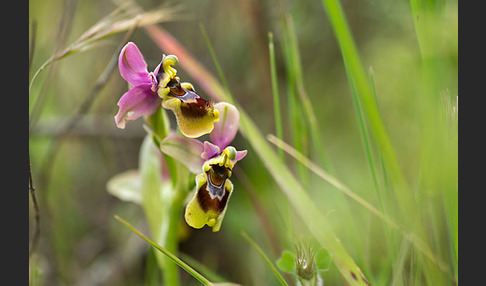 Wespen-Ragwurz (Ophrys tenthredinifera)